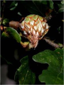 Artichoke gall on oak 01
