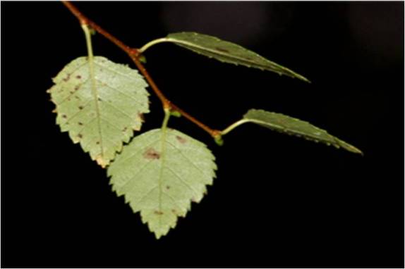 Birch 01