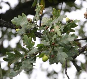 common oak