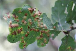 Common spangle gall on oak 01