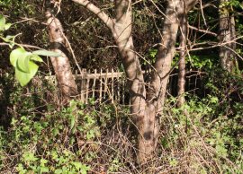 IMG_8025 cropped & Rot