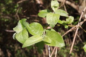 Goat willow leaves