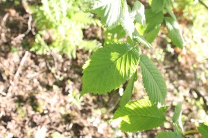 Wych Elm leaf