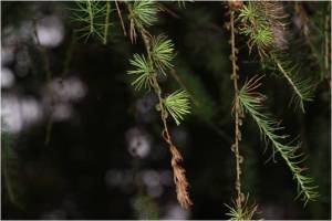 Larch 01
