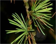 Larch 02