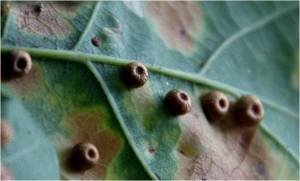 Silk button spangle gall on oak 01