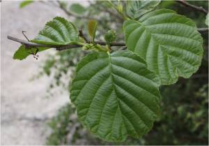 Common alder