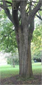 Horse chestnut trunk