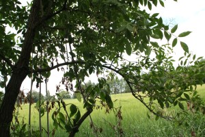 Arching branches of elder