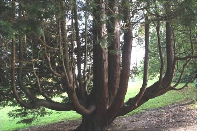 Western red cedar 01