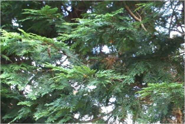 Western red cedar 02