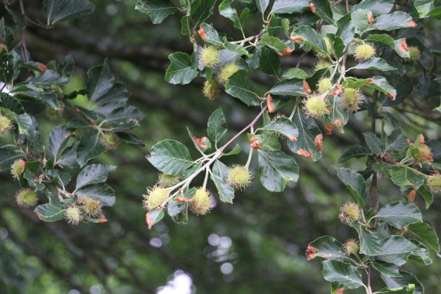 Beech nuts enclosed in prickly cases