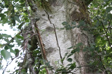 Silver birch - trunk